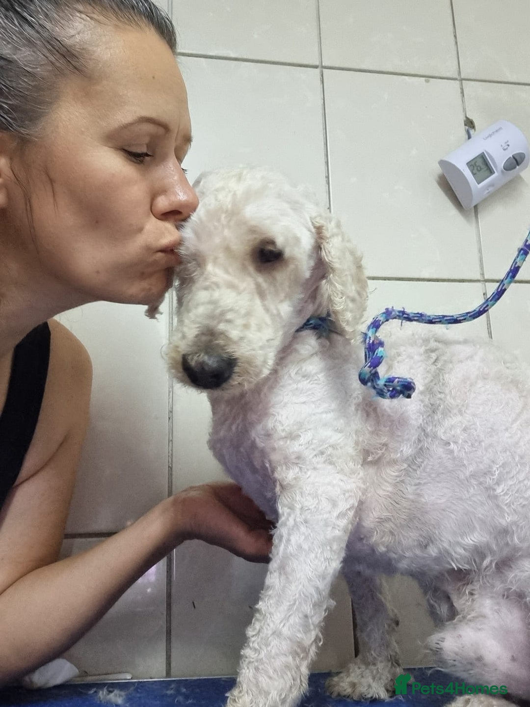 Lagotto Romagnolo dogs for adoption: SNOWY - Aptly named for a winter Adoption!  - Advert 8