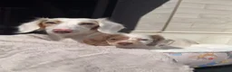 Miniature Dachshund dogs for sale:  Chocolate long hair dapples  - Advert 13