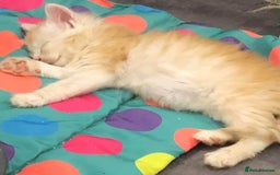 Maine Coon cats for sale: Gorgeous bundles of fluff n mischief  - Image 5