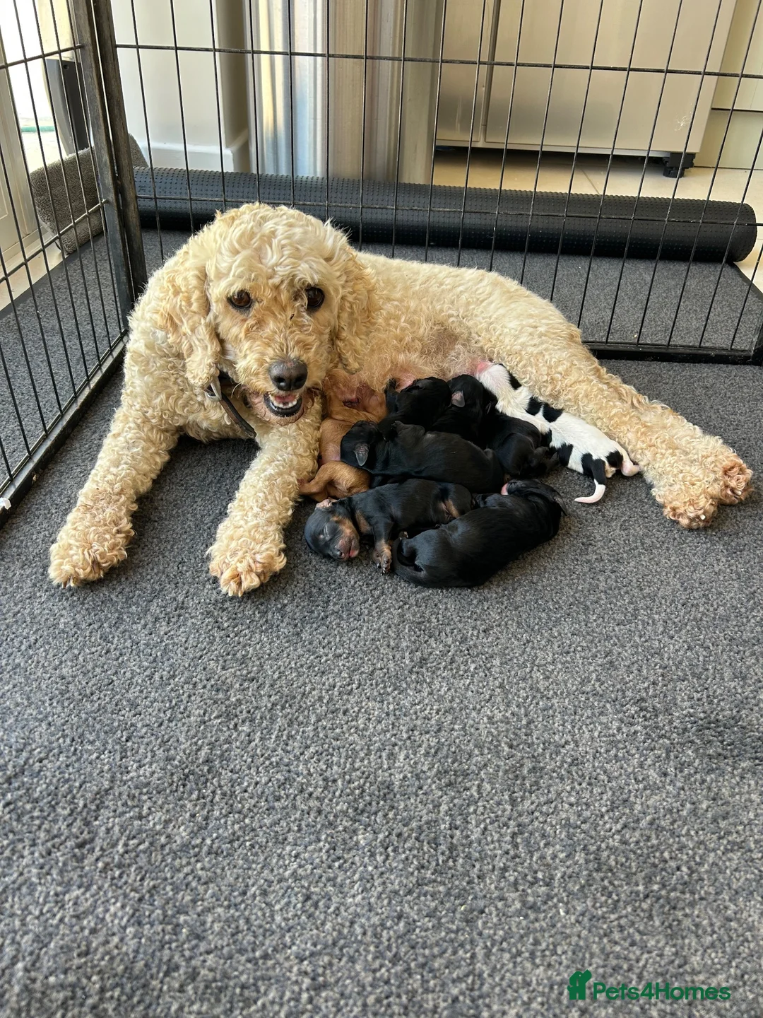 Cavapoo dogs for sale: Adorable Cavapoo puppies  - Advert 27