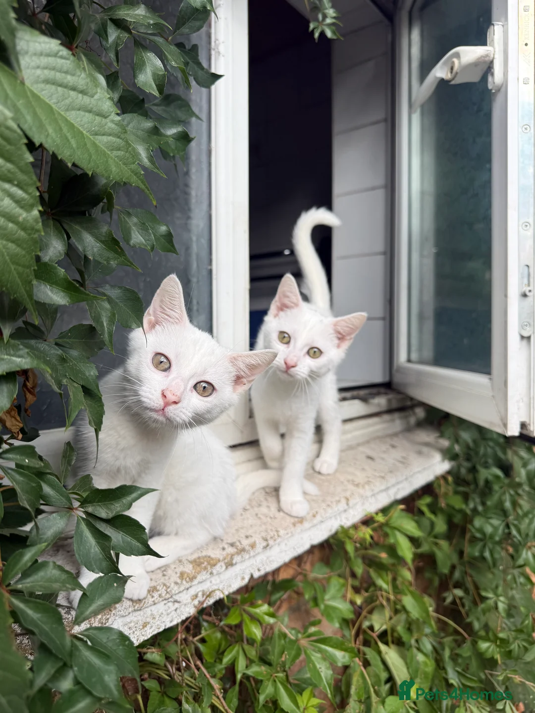 Mixed Breed cats for sale: Two all white kittens available for sale  - Advert 2