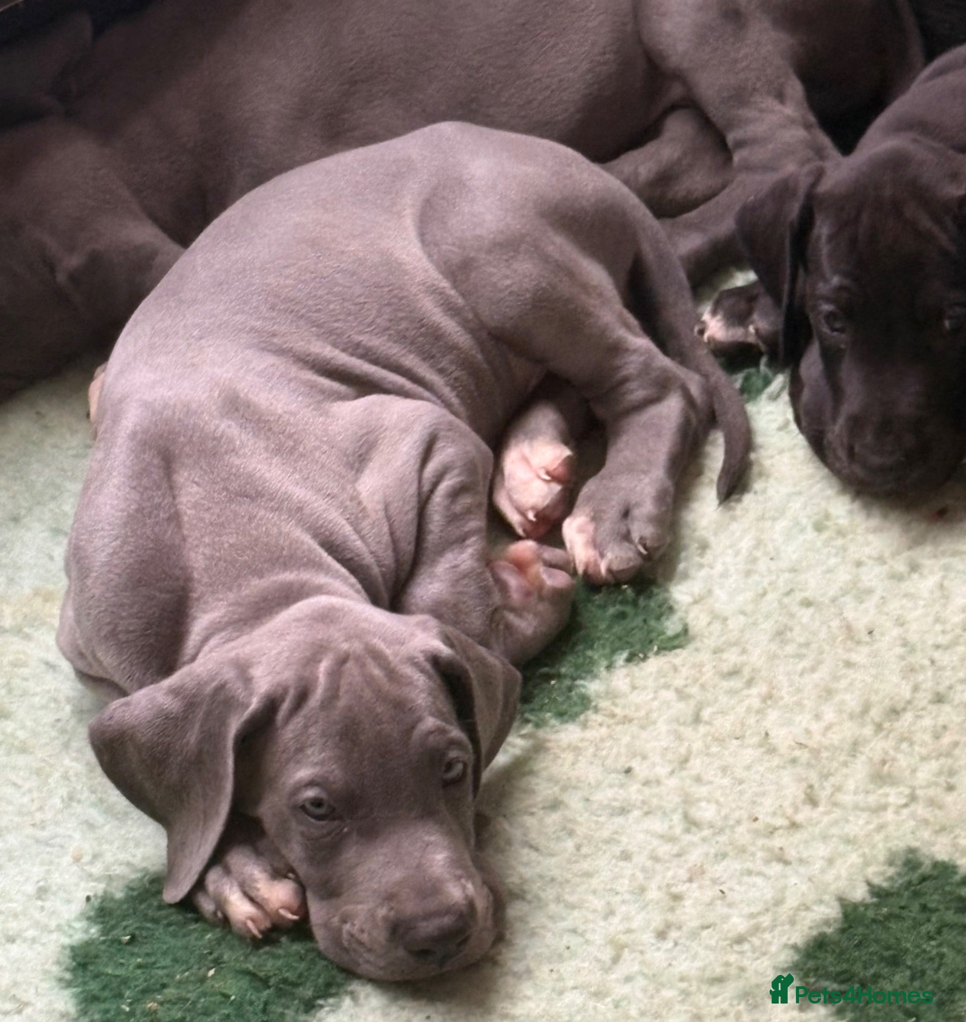 Great Dane dogs High Quality Great Dane Puppies - Advert 2