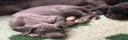 Great Dane dogs for sale: High Quality Great Dane Puppies - Advert 29