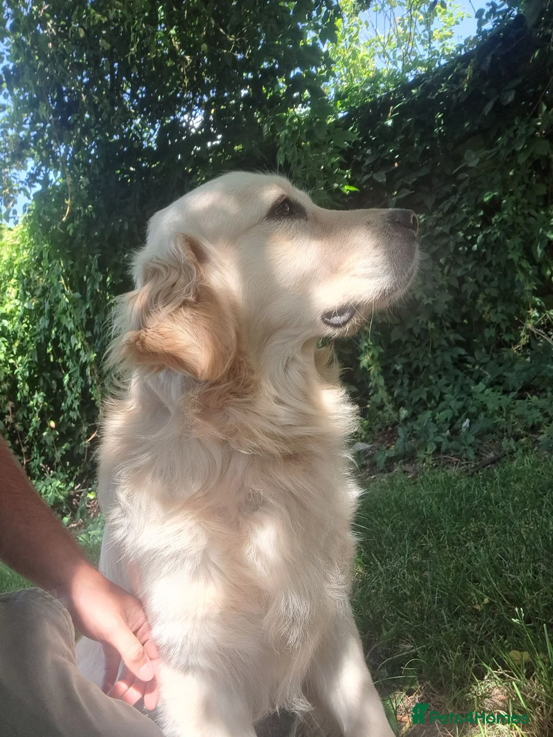 Golden Retriever dogs for sale: Golden Retriever older male looking for home - Advert 1