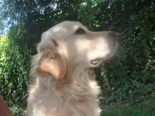 Golden Retriever dogs Golden Retriever older male looking for home - Advert 1
