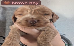 Cocker Spaniel dogs for sale: 🐾pedigree Show cocker spaniel🐾 - Image 2