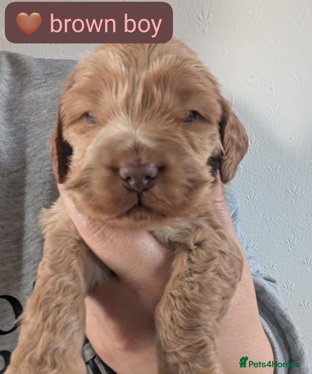 Cocker Spaniel dogs for sale: 🐾pedigree Show cocker spaniel🐾 - Image 2