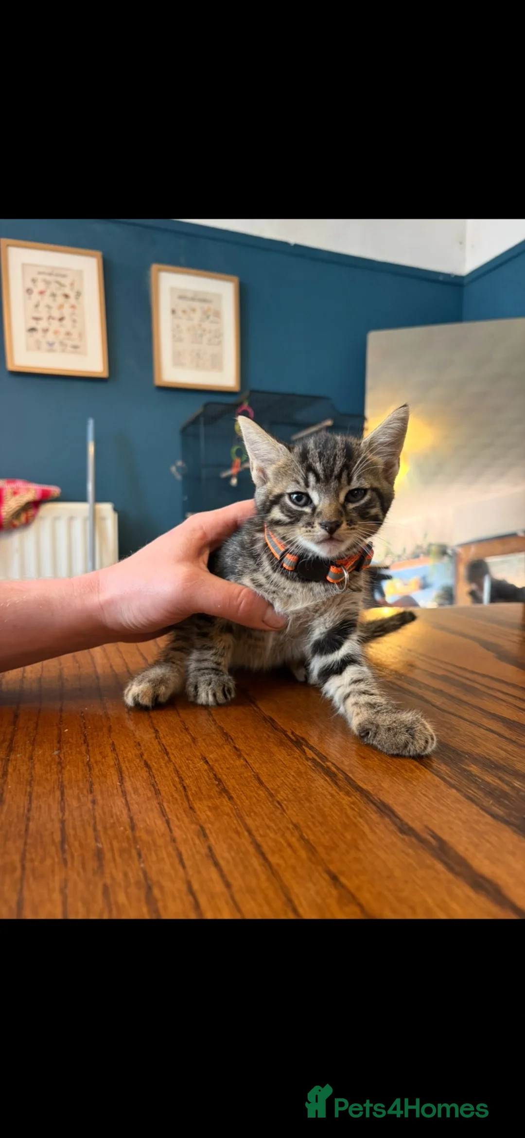 Bengal cats for sale: 5 beautiful kittens in Liverpool - Advert 16