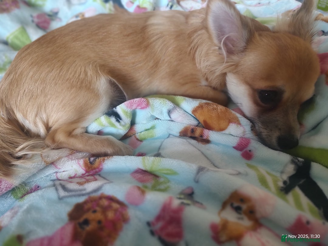 Chihuahua dogs for sale: Adorable Loving hand reared ready now Chihuahuas - Advert 22