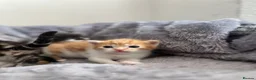 Mixed Breed cats for sale: 5 mixed breed kittens looking for a forever home - Advert 25