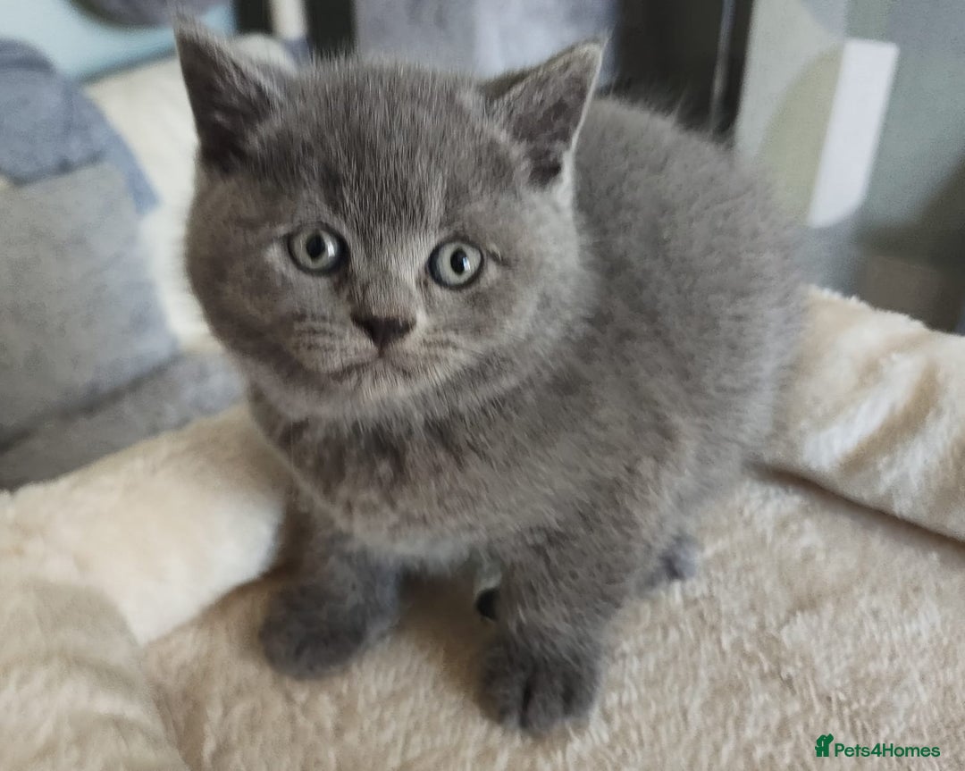 British Shorthair cats for sale: 8 BRITISH SHORTHAIR KITTENS GCCF REGISTERED  - Advert 13