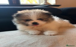 Pomeranian dogs for sale: Unique patterned Pomeranians 🩵🩷 - Image 7