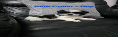 Blue Collar Boy