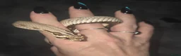 Snake reptiles for sale: Hognose & royal python ball python snake - Advert 8