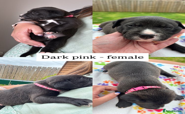 Mixed Breed dogs - Advert 12