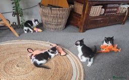 Mixed Breed cats for sale: Beautiful Ragdoll x shorthaired kittens - Image 5