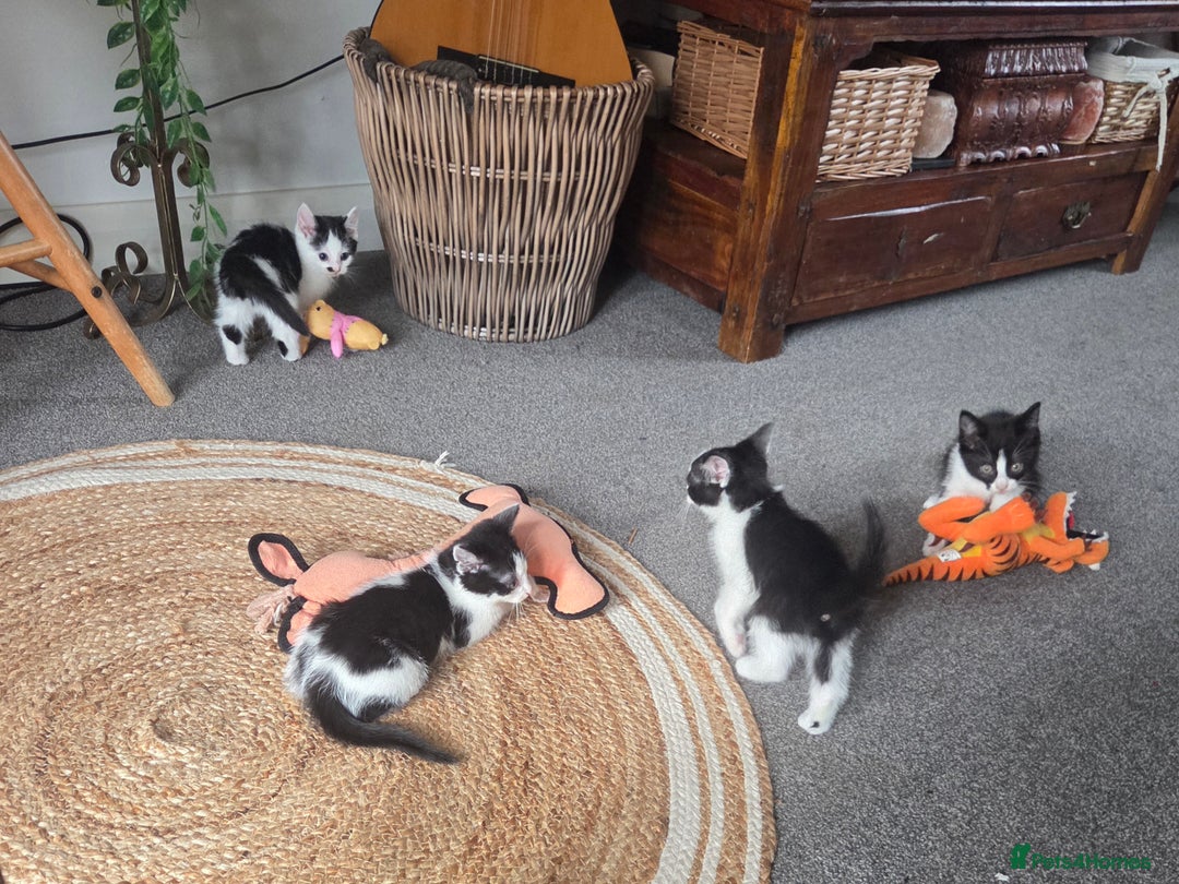 Mixed Breed cats for sale: Beautiful Ragdoll x shorthaired kittens - Image 5