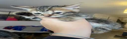 Mixed Breed cats for sale: Kittens/two adult cats - Advert 11