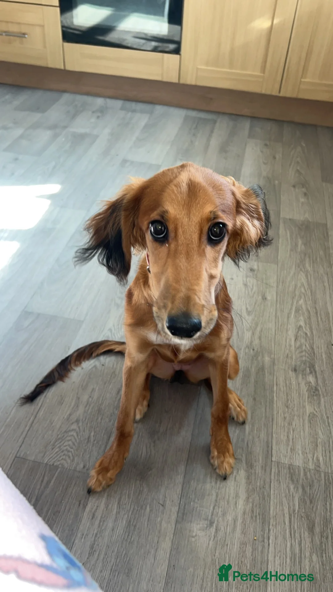 Saluki dogs for sale: puppy for rehome  - Advert 1