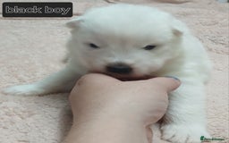 Samoyed dogs for sale: Puppies - Image 4