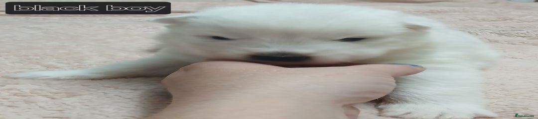 Samoyed Puppy 3