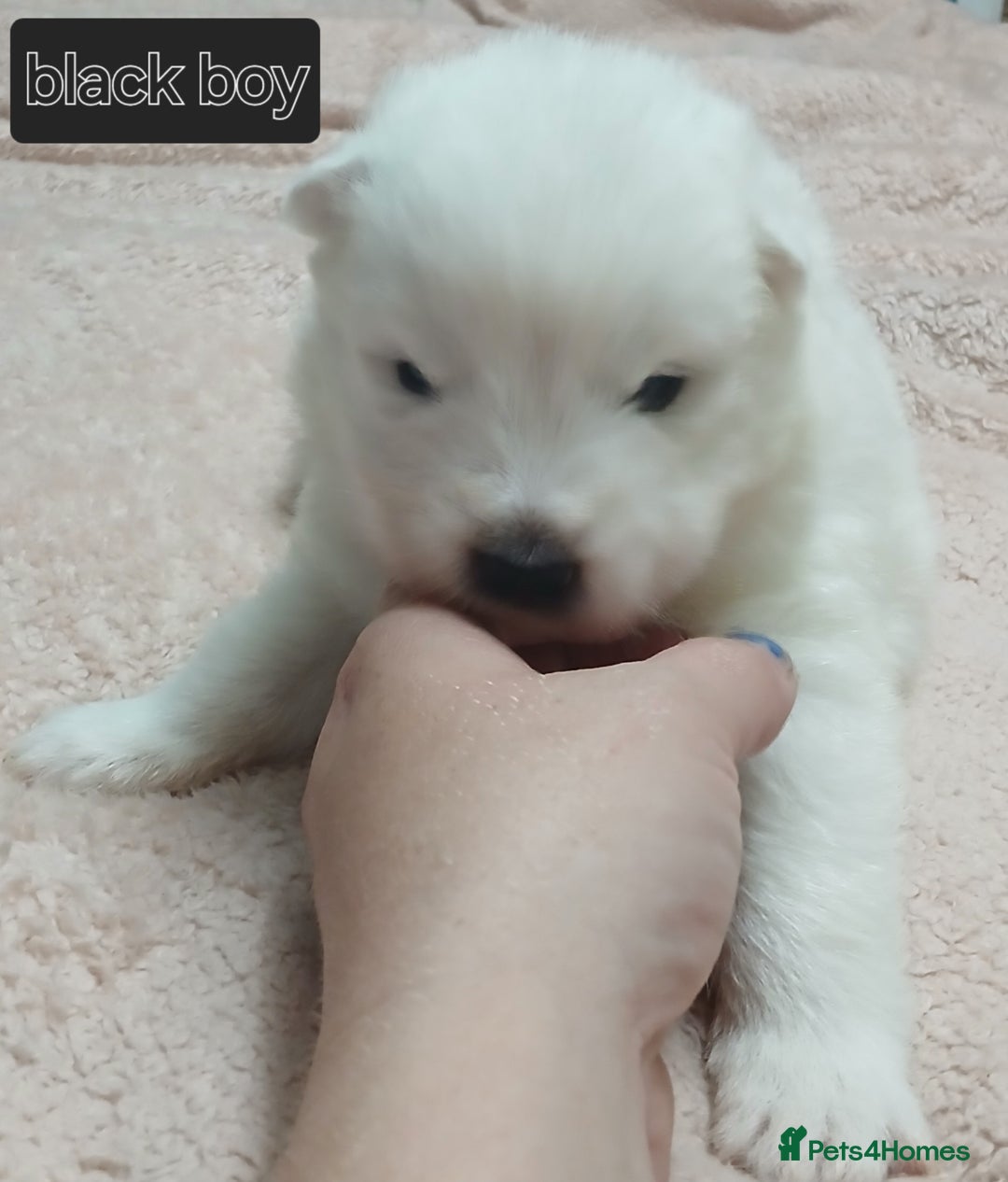 Samoyed dogs for sale: Puppies - Image 4