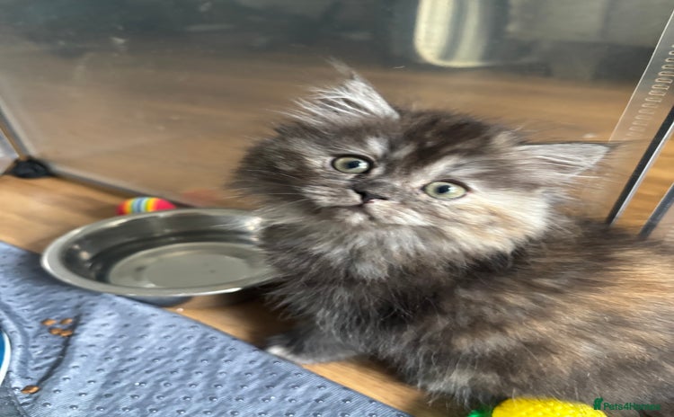 Ragdoll cats - Advert 6