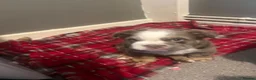 English Bulldog dogs for sale: British bull dog  in Liverpool - Advert 9