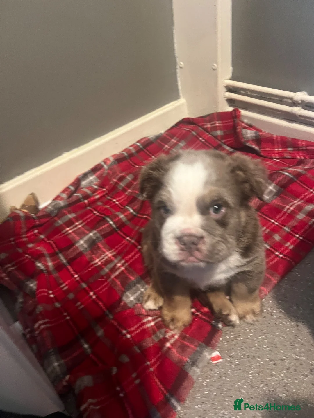 English Bulldog dogs for sale: British bull dog  in Liverpool - Advert 9