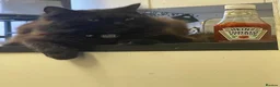 Mixed Breed cats for sale: 1 Male kitten  - Advert 9