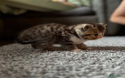 Exotic cats for sale: 4 beautiful exotic shorthair girls  - Image 7