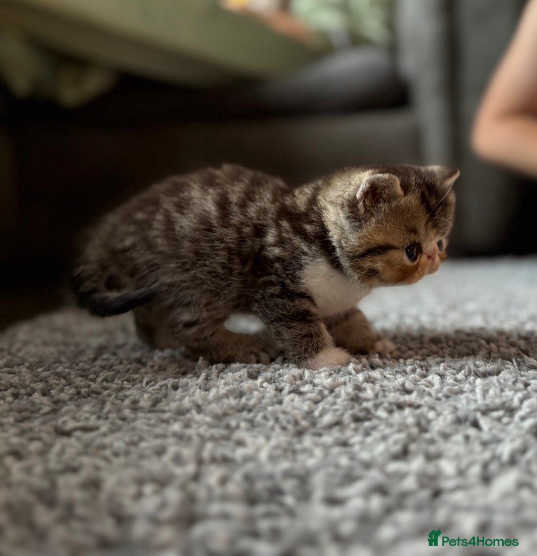 Exotic cats for sale: 4 beautiful exotic shorthair girls  - Image 7