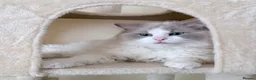 Ragdoll cats for sale: Pure-pedigree male Ragdoll for sale - Advert 2