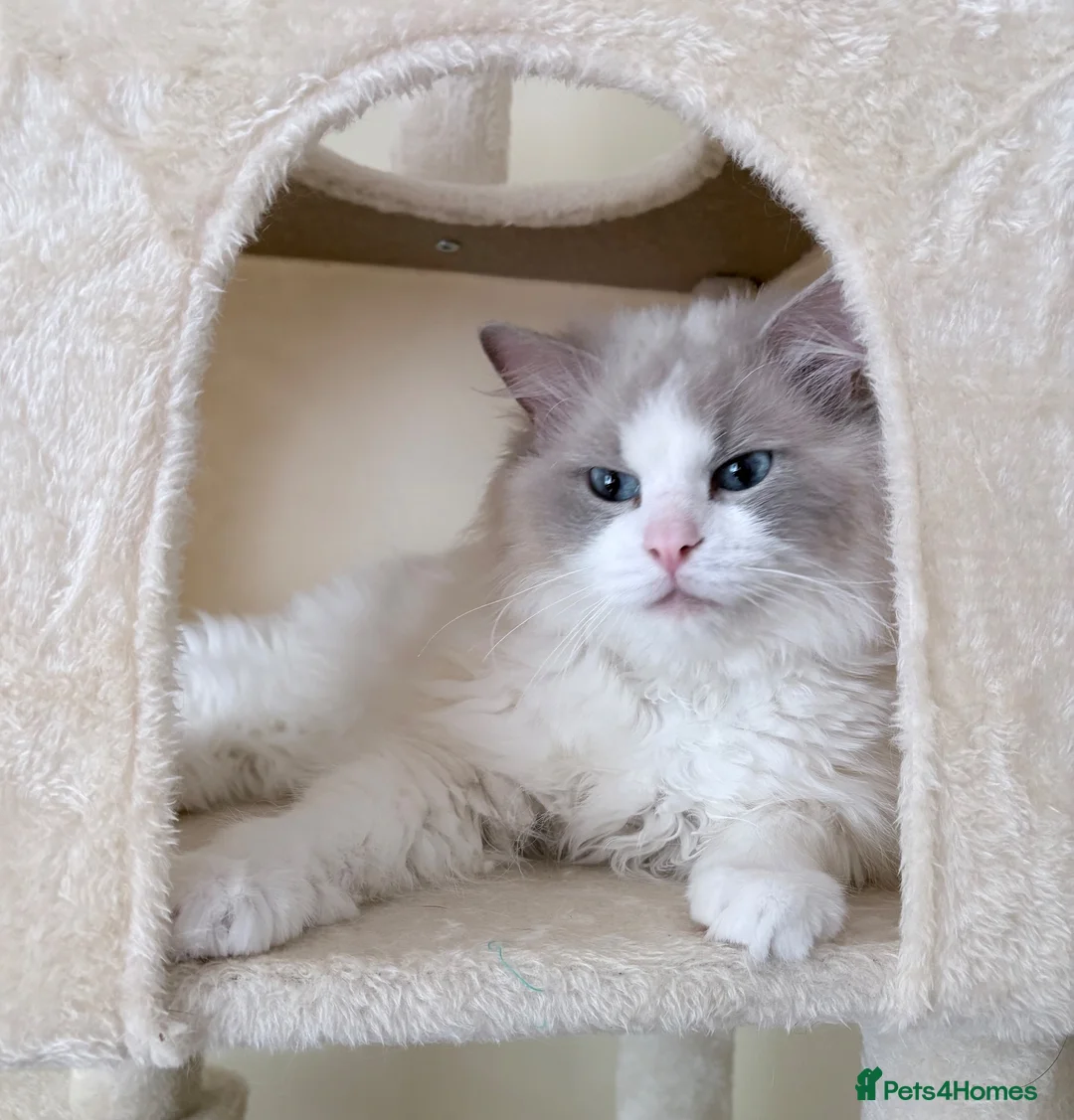Ragdoll cats for sale: Pure-pedigree male Ragdoll for sale - Advert 2
