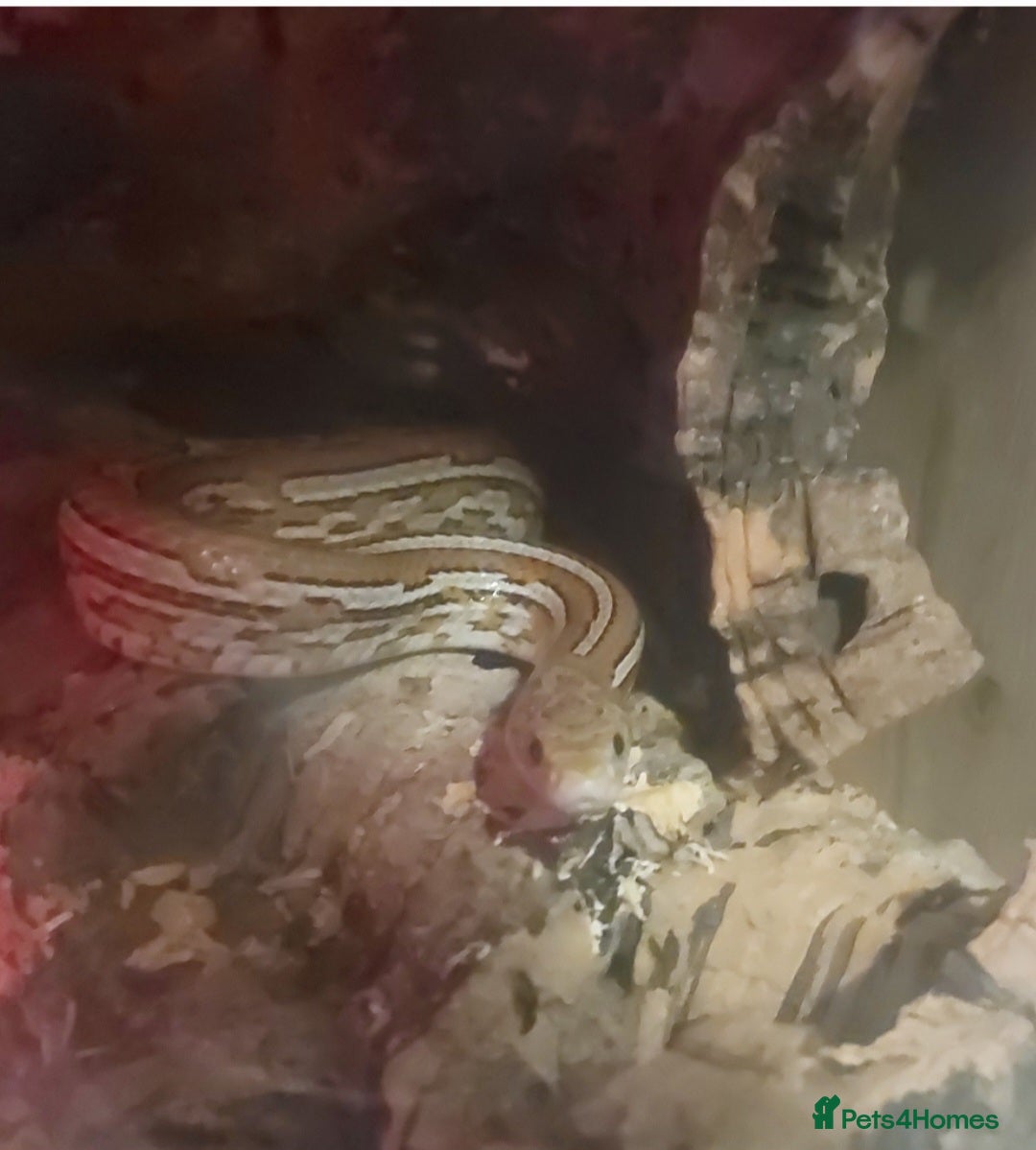 Corn Snake reptiles for sale: Corn snake with full set up - Advert 1