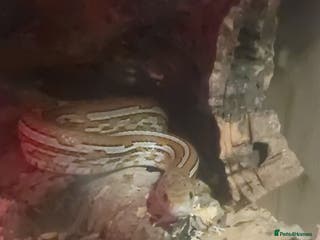 Corn Snake reptiles Corn snake with full set up - Advert 7