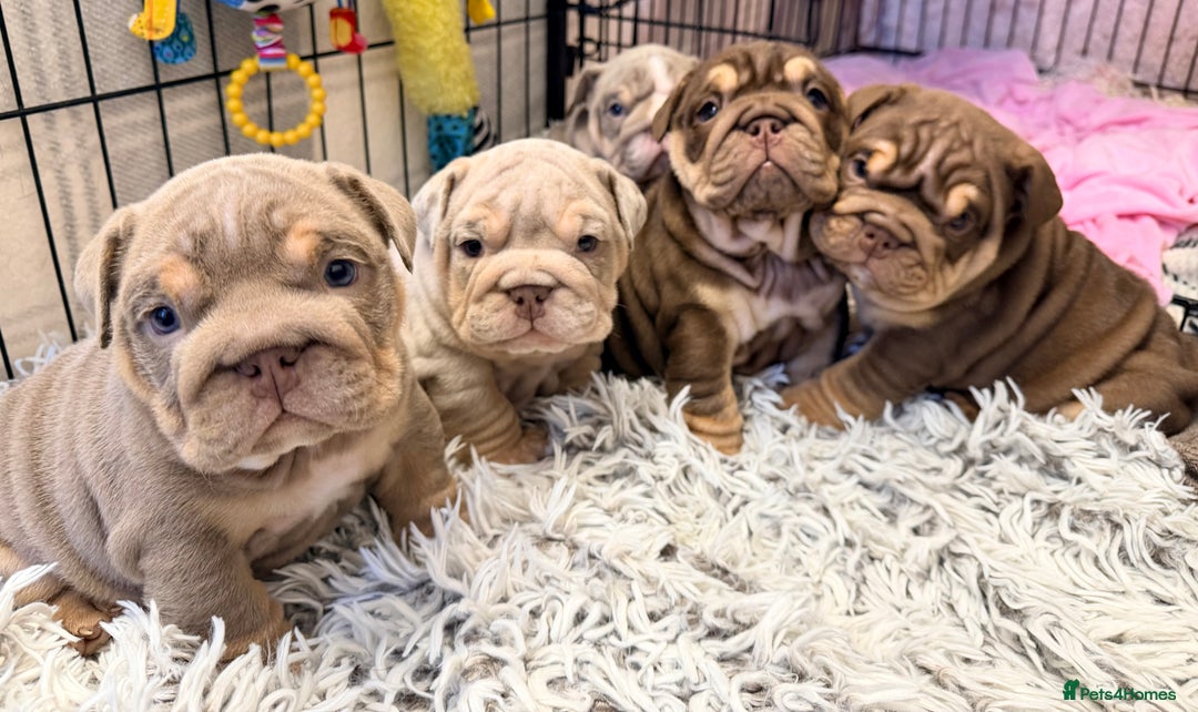 English Bulldog dogs for sale: *Stunning* KC English bulldog puppies ready soon!! - Advert 14