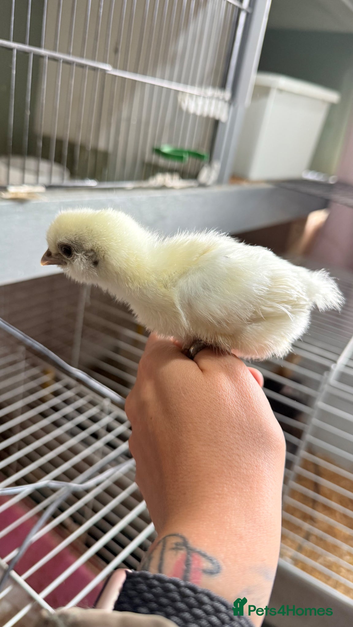 Chickens poultry     Adorable Silkie Bantam Chicks –Various Colours - Advert 10