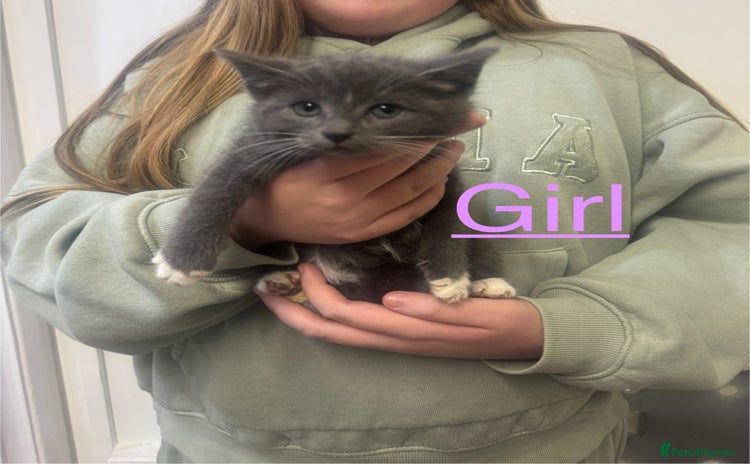 Mixed Breed cats - Advert 1