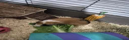 Guinea Pig rodents for sale: Two boars for sale in Llanelli - Advert 2
