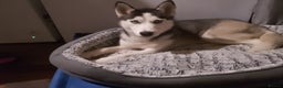 Siberian Husky dogs for sale: Beautiful Siberian Husky Puppy - Advert 24