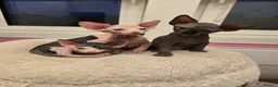 Sphynx cats for sale: Spectacular Sphynx kittens TICA & GCCF  DBE - Advert 10