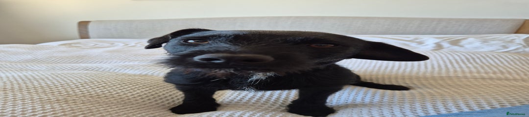 Patterdale X Border Terrier
