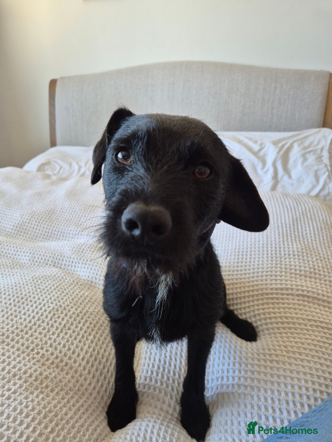 Mixed Breed dogs for sale: Patterdale X Border Terrier Male - Image 1