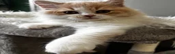 British Longhair cats for sale: **Only 2 Remaining! GCCF British LH/SH Kittens ** - Advert 20