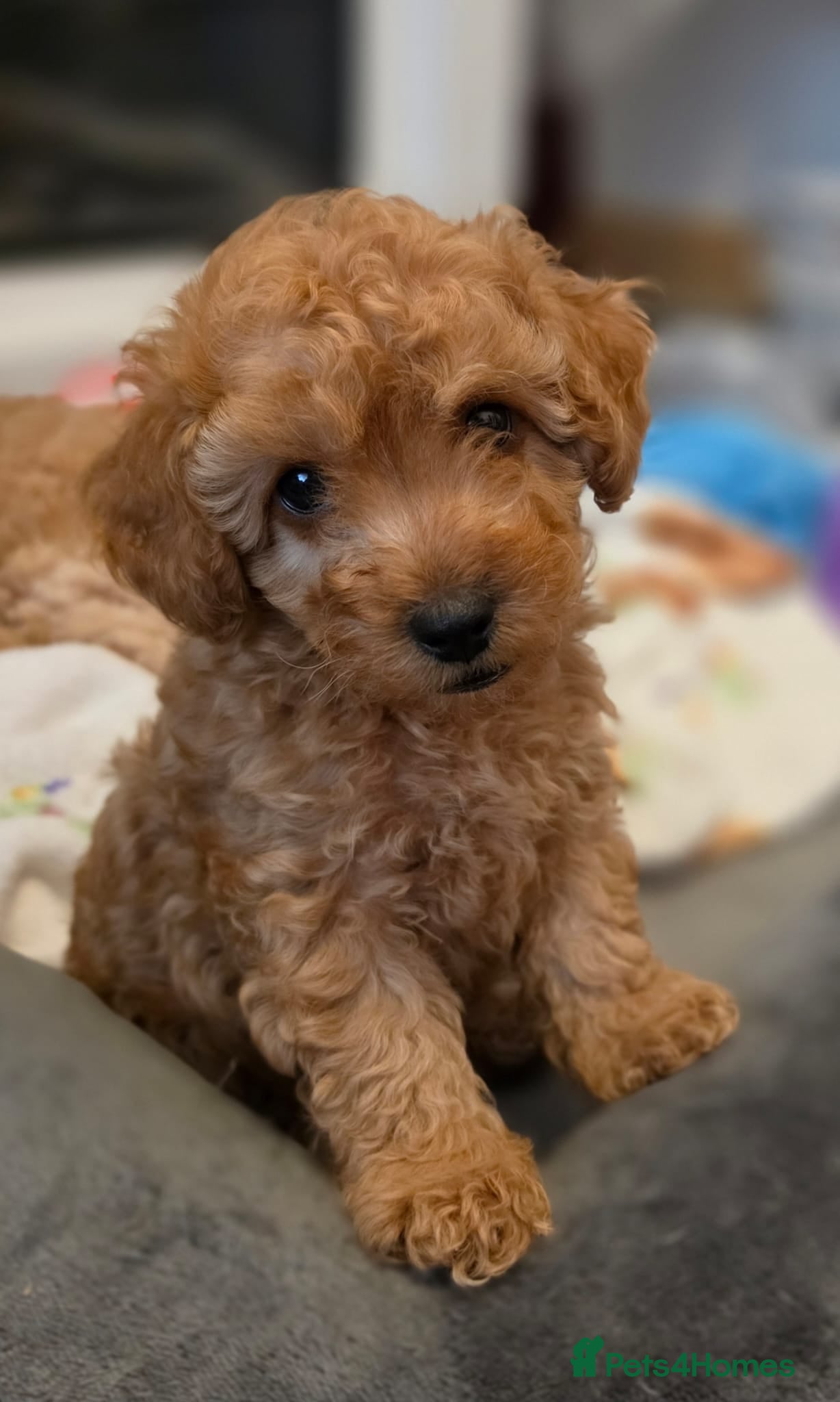 Maltipoo dogs 🐶  1 very handsome boy available 🐶  - Advert 1
