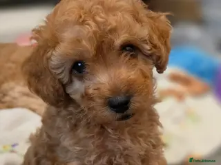 Maltipoo dogs 🐶 1 very handsome boy available 🐶 - Advert 1
