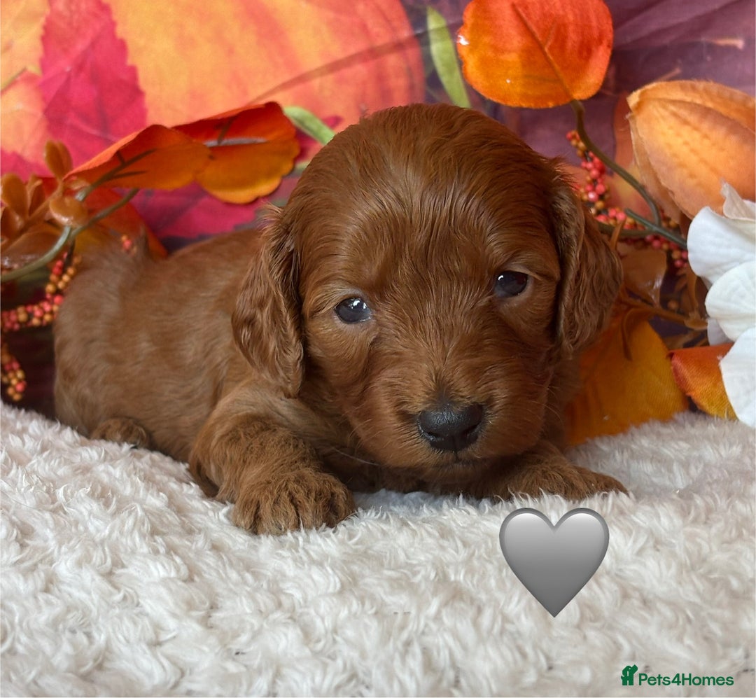 Cockapoo dogs for sale: GORGEOUS F1B COCKAPOOS 🧬 Tested Parents  - Image 5