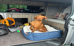 Hungarian Vizsla dogs for sale: Looking at rehoming my Beautiful Gwen - Image 5