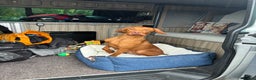 Hungarian Vizsla dogs for sale: Looking at rehoming my Beautiful Gwen - Advert 5
